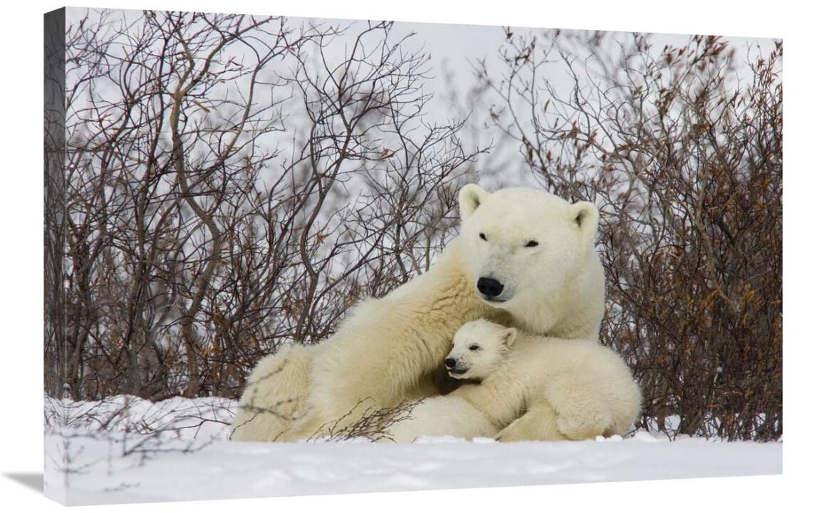 Three month old Polar Bear cubs nursing, Wapusk National Park, Manitoba, Canada-Canvas Art-30x20