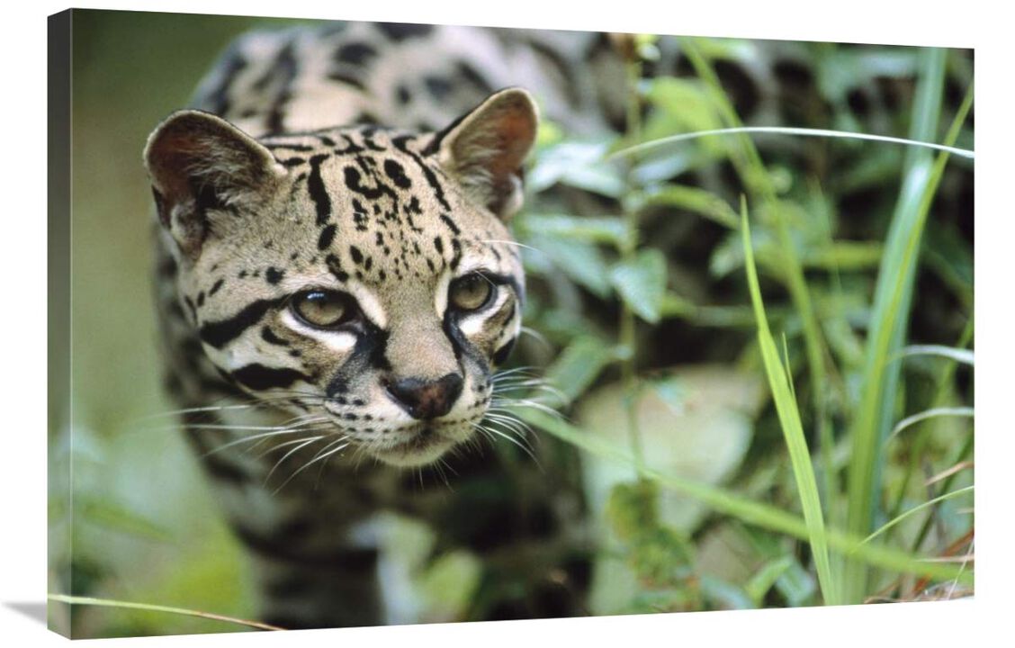 Ocelot portrait, Belize, Central America-Canvas Art-36x24