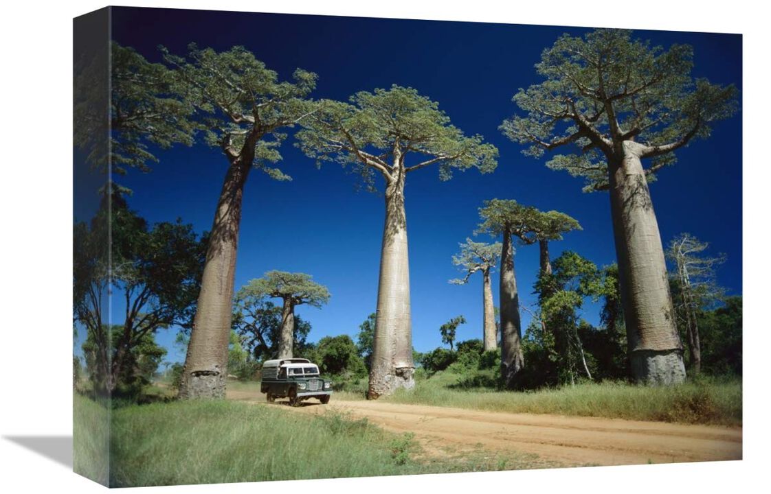 Grandidiers Baobab trees beside road, Madagascar-Canvas Art-16x12