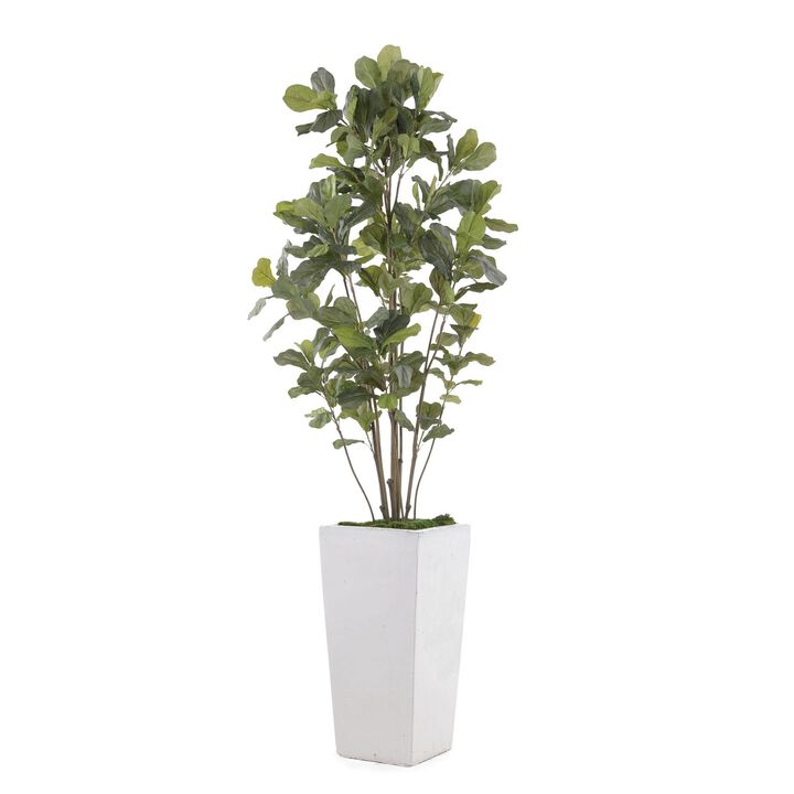 Gray White Fig