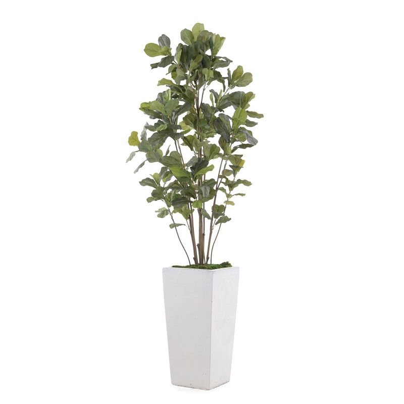 Gray White Fig
