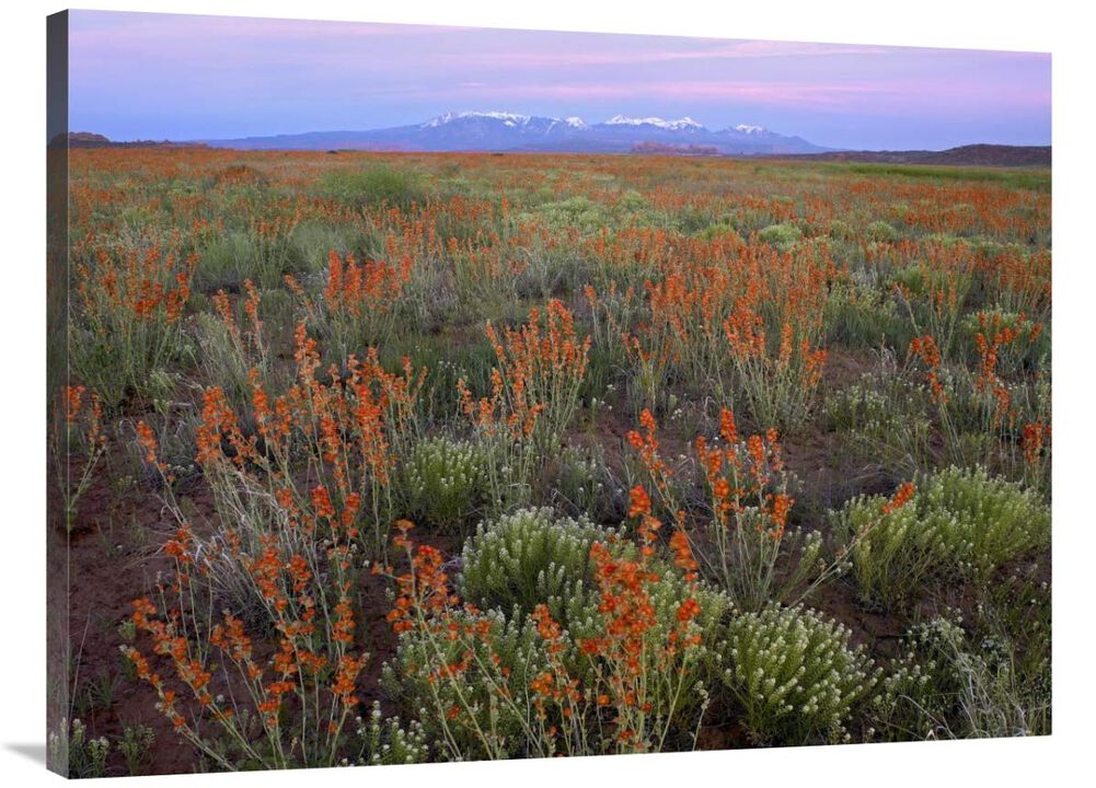 La Sal Mountains and Globemallows Salt Valley, Arches National Park, Utah-Canvas Art-40x30