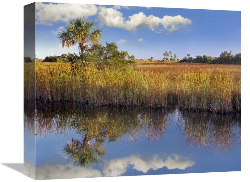 Cabbage Palm in wetland, Fakahatchee State Preserve, Florida-Canvas Art-16x13.28
