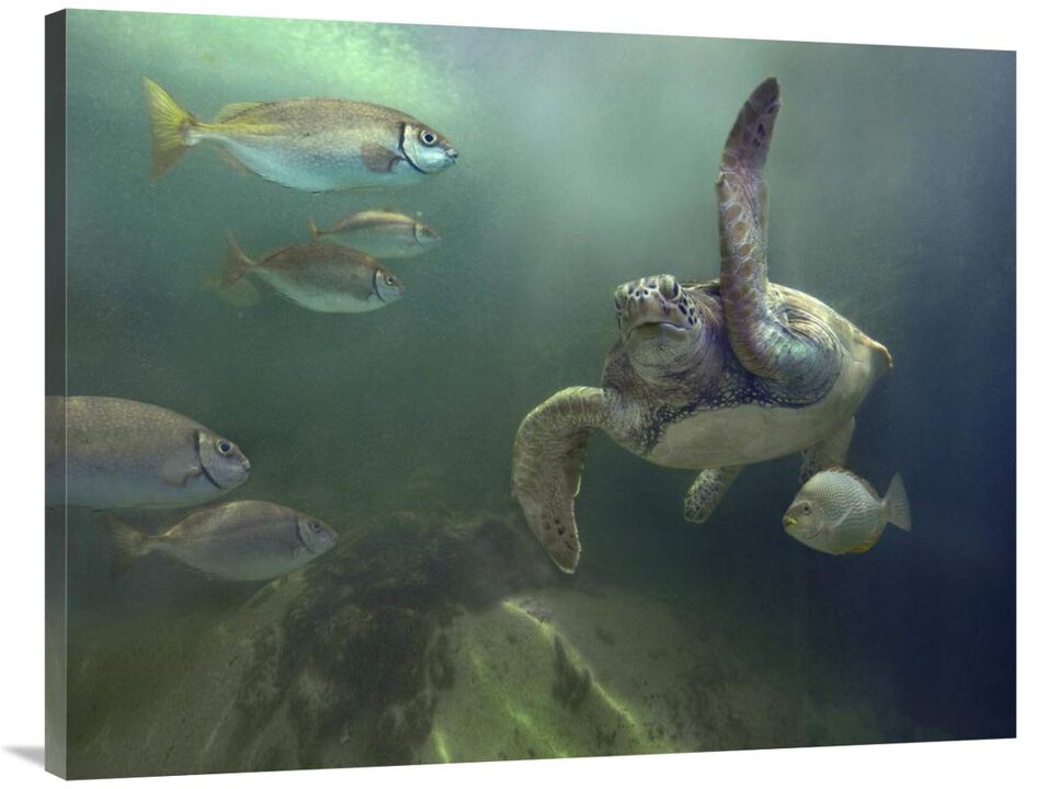 Green Sea Turtle and fish, Sabah, Malaysia-Canvas Art-40x30