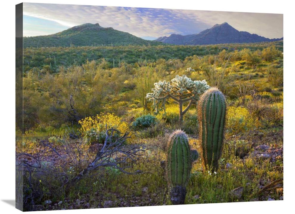 Ajo Mountains, Organ Pipe Cactus National Monument, Sonoran Desert, Arizona-Canvas Art-32x24