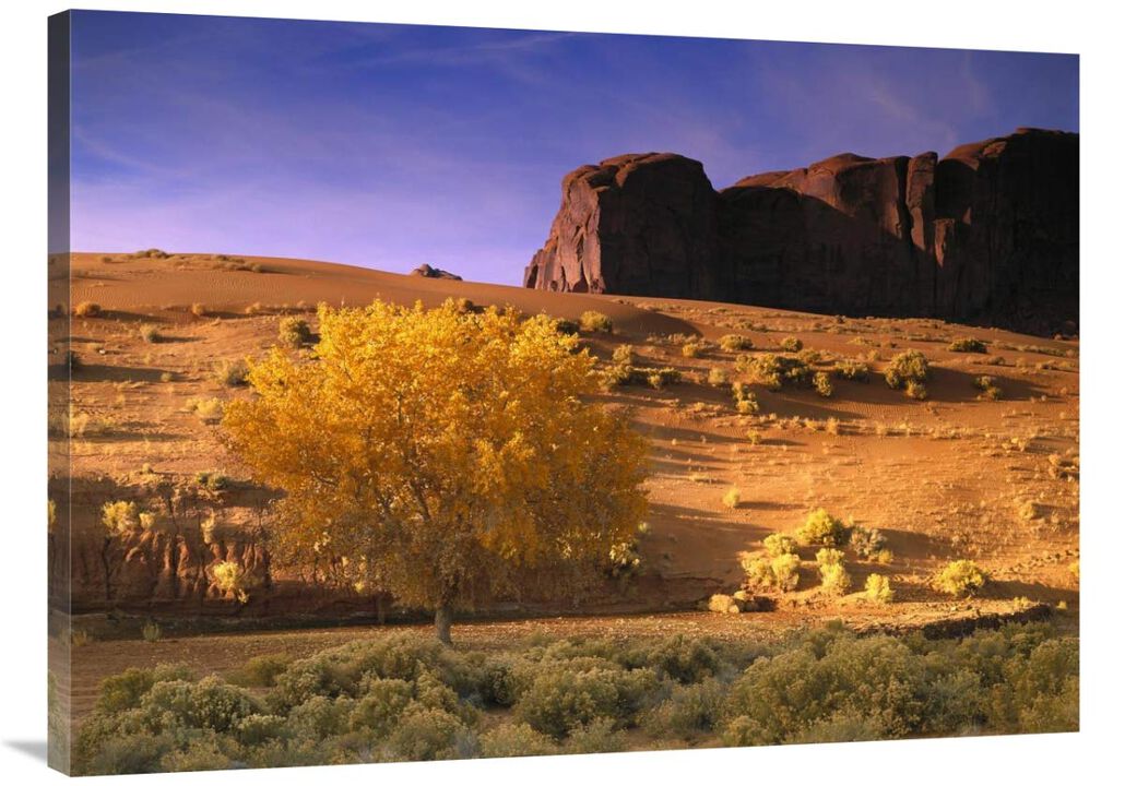 Cottonwood tree and Coyote bush with sand dunes, Monument Valley, Arizona-Canvas Art-40x30