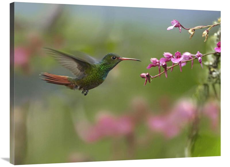 Rufous-tailed Hummingbird hovering near flower, Ecuador-Canvas Art-40x30