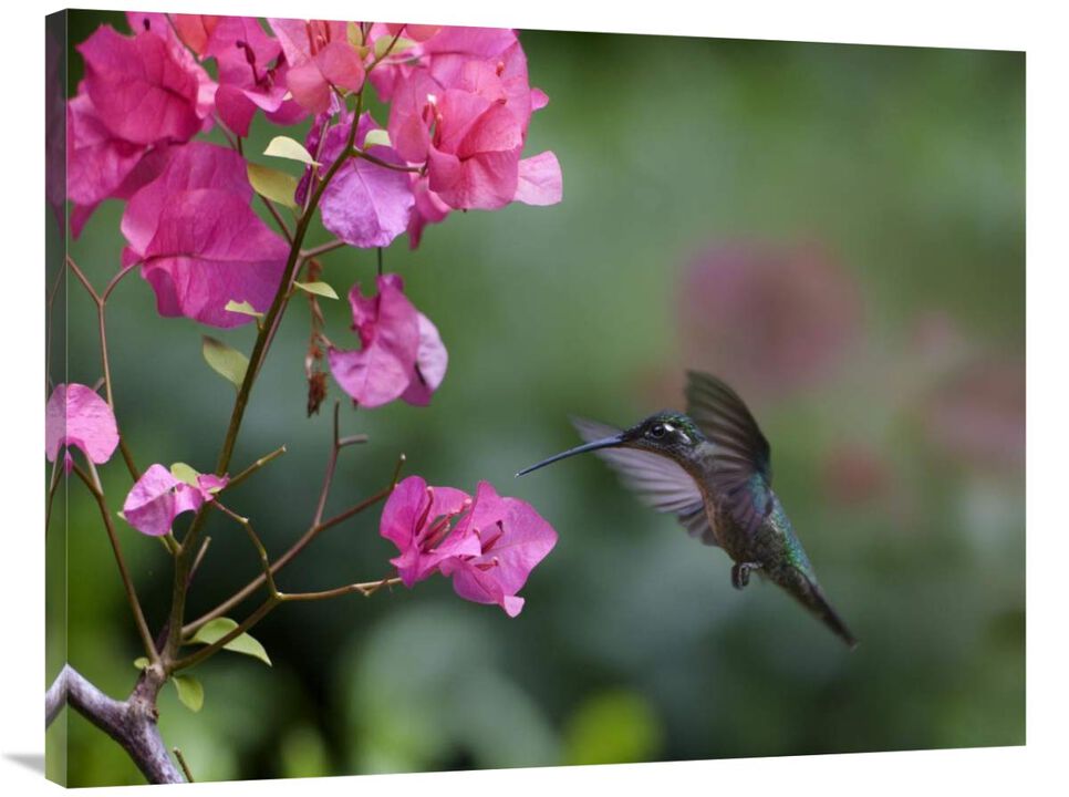 Magnificent Hummingbird female feeding at flower, Costa Rica-Canvas Art-40x30