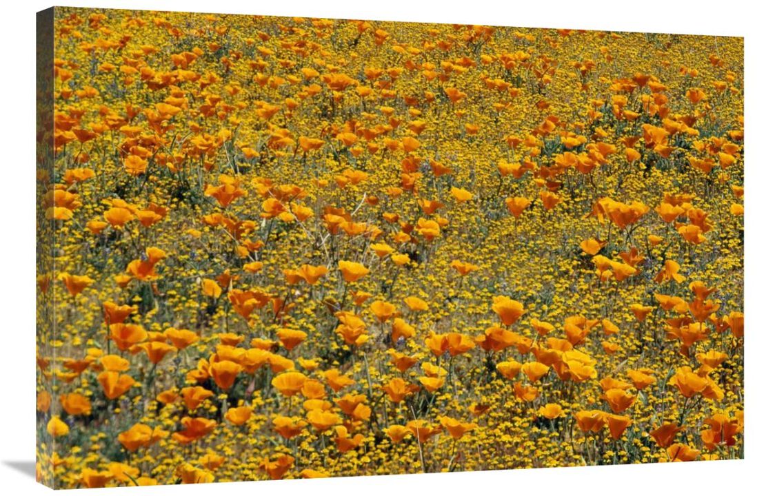 California Poppies and Golden Yarrow California-Canvas Art-36x24
