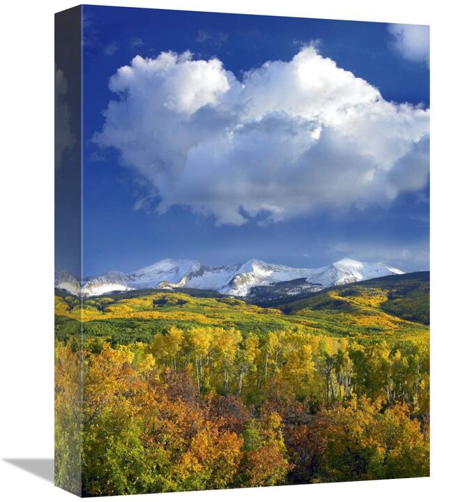 East Beckwith Mountain flanked by fall colored Aspen forests under cumulus clouds, Colorado-Canvas Art-12x16