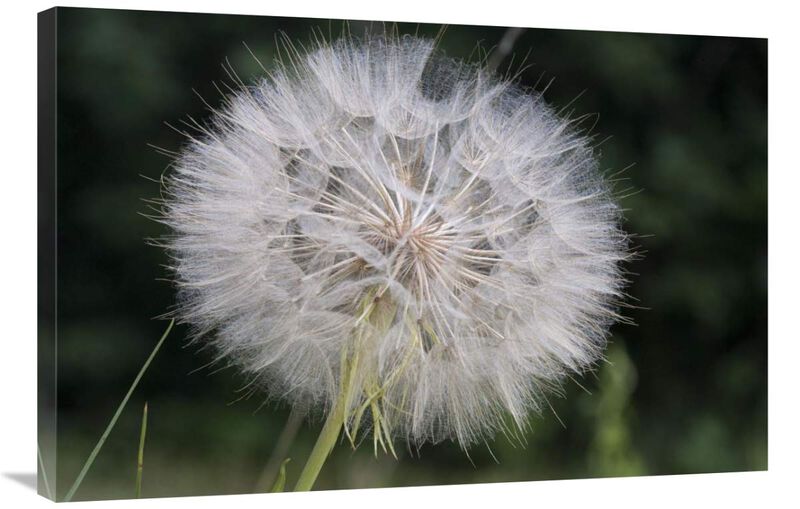 Dandelion seed head, Spruce Woods Provincial Park, Manitoba, Canada-Canvas Art-36x24