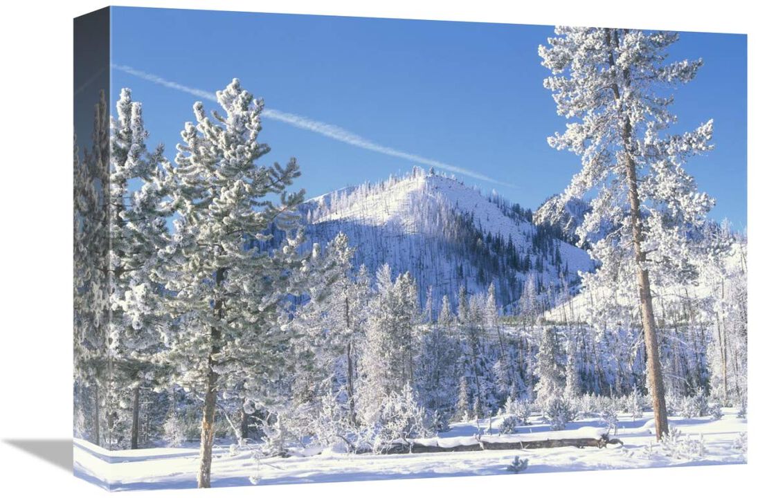 Pine trees covered with snow in winter, Yellowstone National Park, Wyoming-Canvas Art-16x12