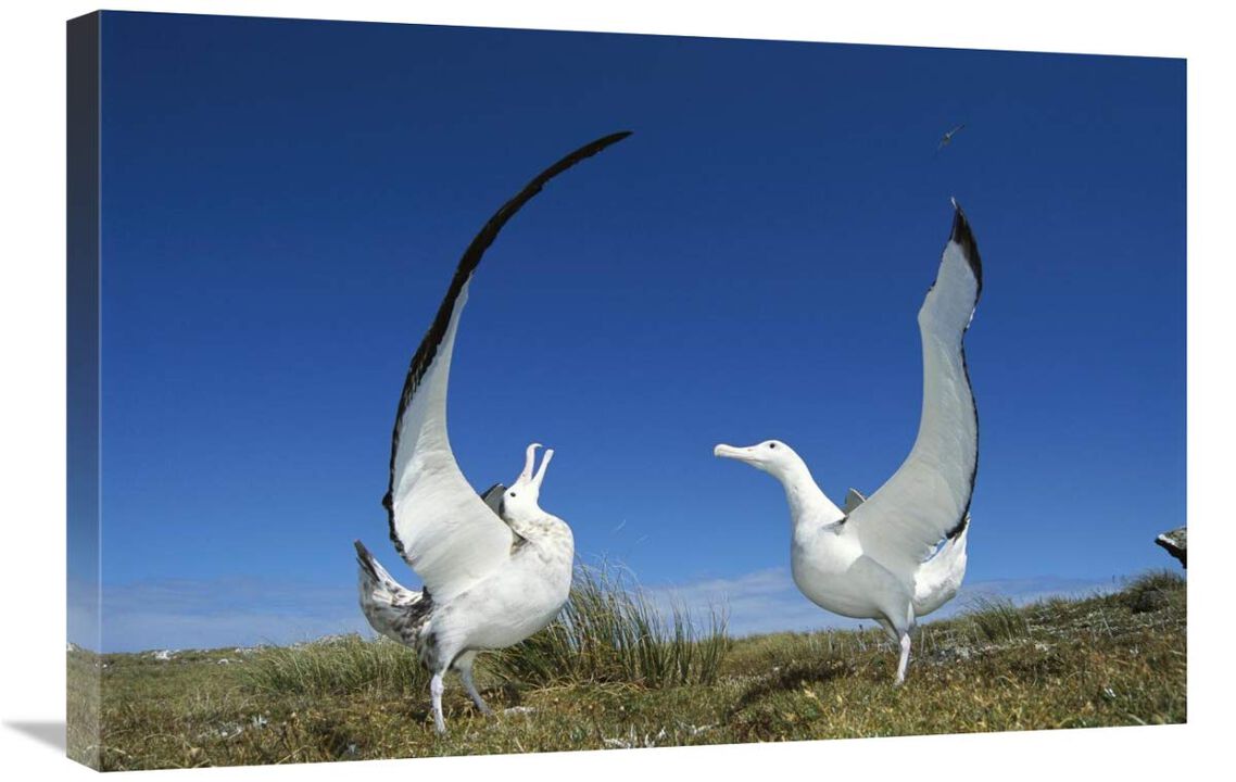 Gibsons Wandering Albatross courtship display, Adams Island, Aucklands Group, New Zealand-Canvas Art-30x20