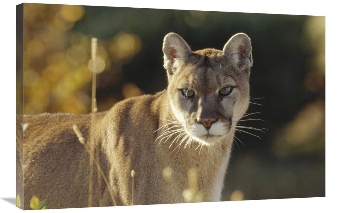 Mountain Lion or Cougar adult portrait, North America-Canvas Art-36x24