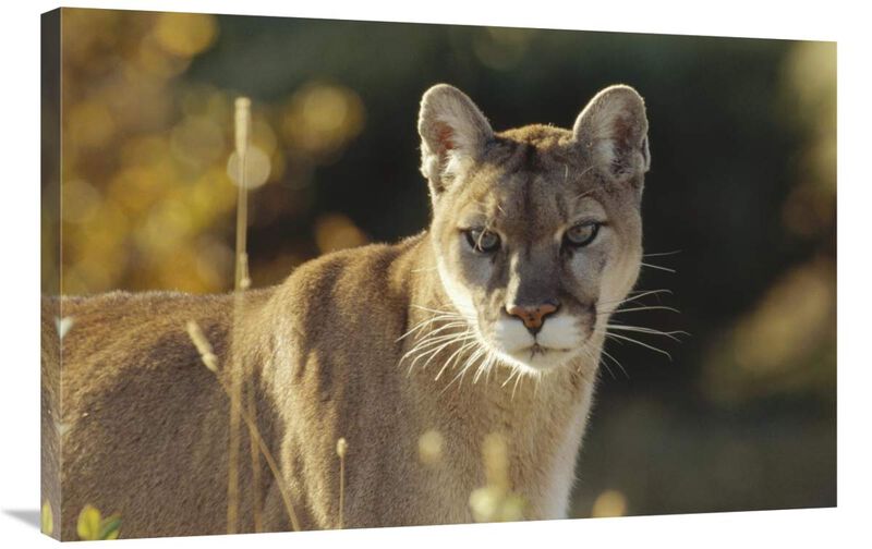 Mountain Lion or Cougar adult portrait, North America-Canvas Art-36x24