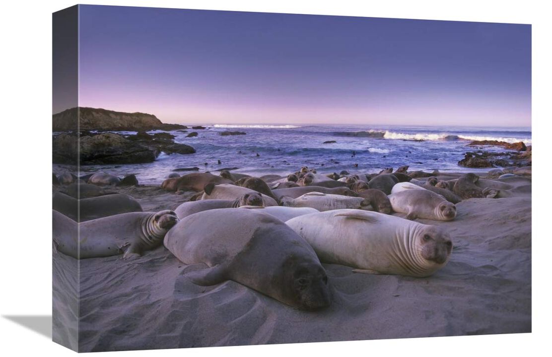 Northern Elephant Seal juveniles laying on the beach, Point Piedras Blancas, Big Sur, California-Canvas Art-16x12