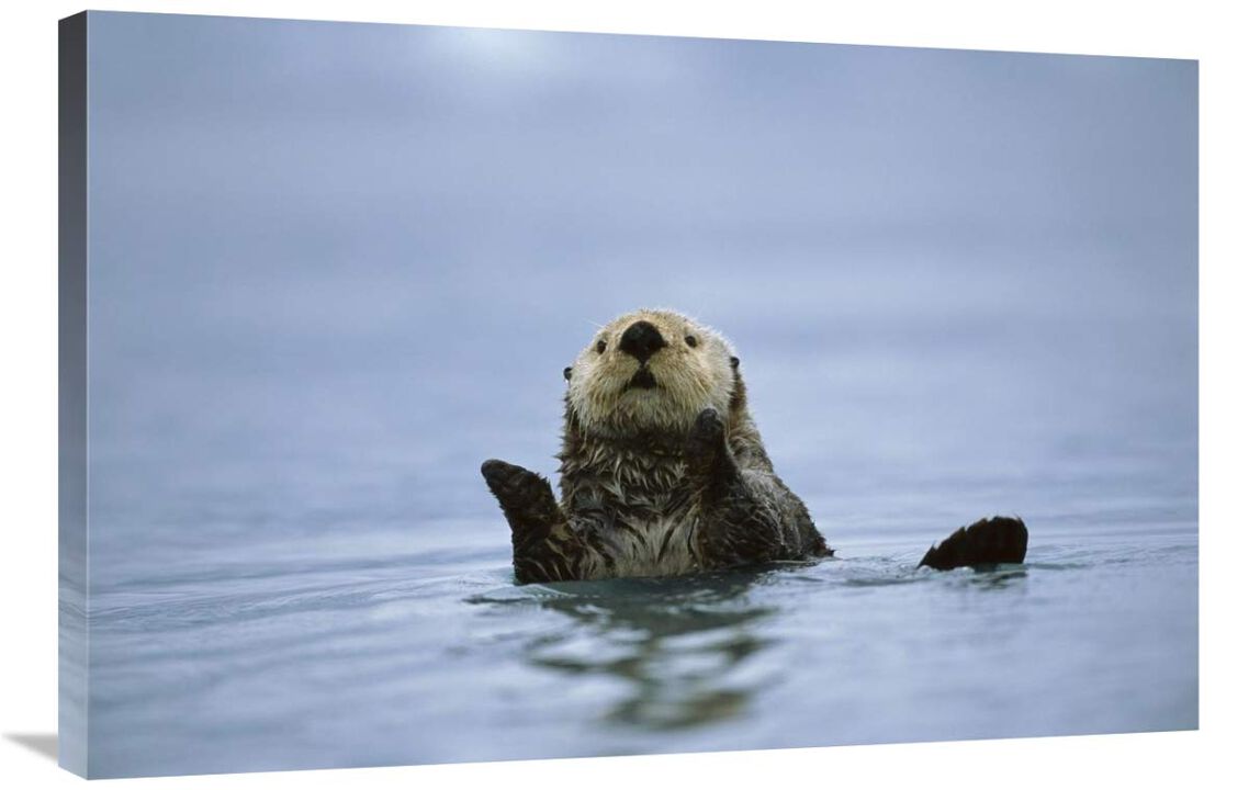 Sea Otter, Prince William Sound, Alaska-Canvas Art-36x24