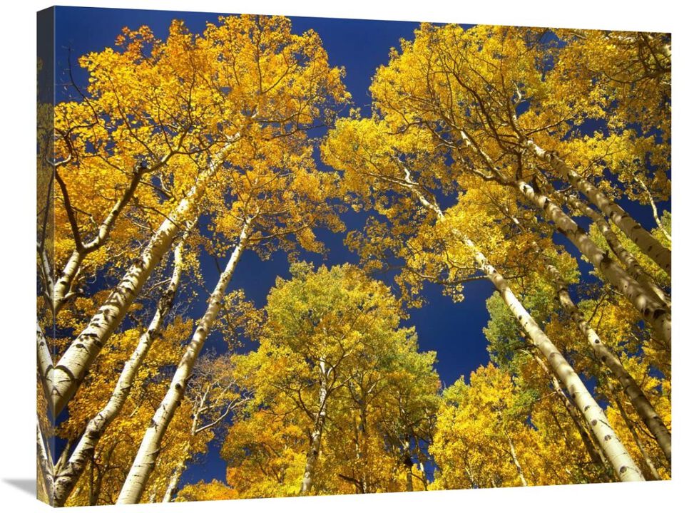Aspen grove in fall colors, Maroon Bells, Snowmass Wilderness, Colorado-Canvas Art-32x24