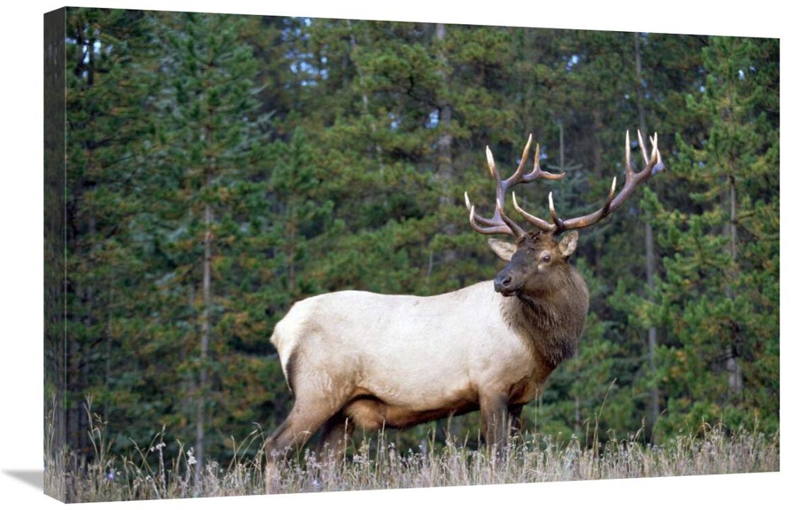 Elk or Wapiti male portrait, North America-Canvas Art-30x20