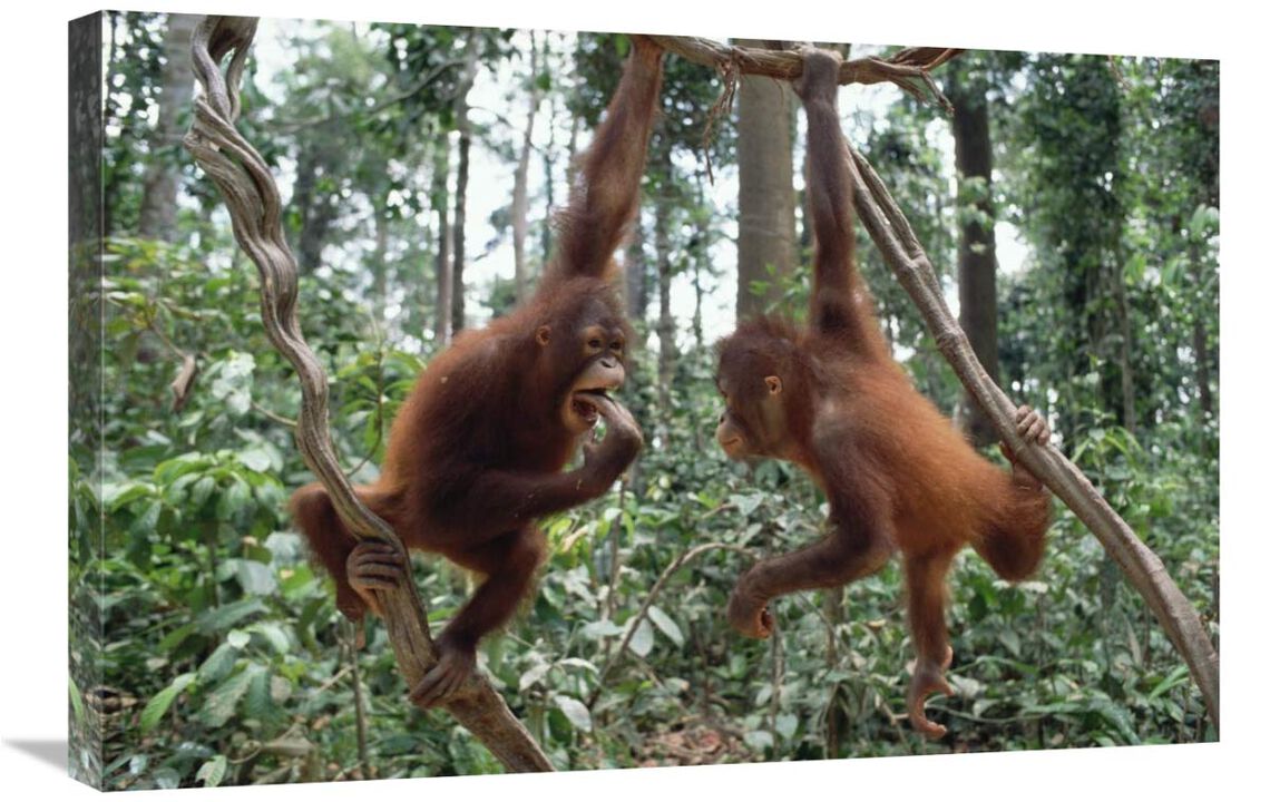 Orangutan pair playing in trees, Borneo-Canvas Art-30x20