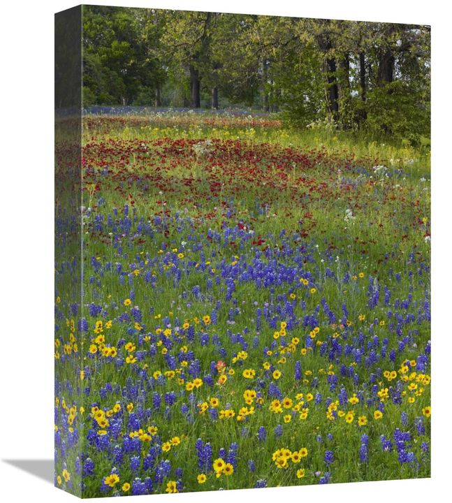Sand Bluebonnet , Drummonds Phlox and Tickseed, Texas-Canvas Art-12x16