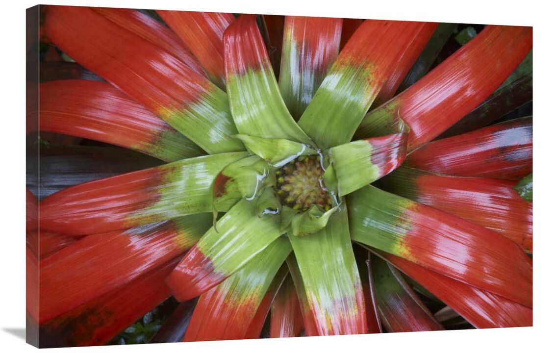 Bromeliad flower, Costa Rica-Canvas Art-36x24