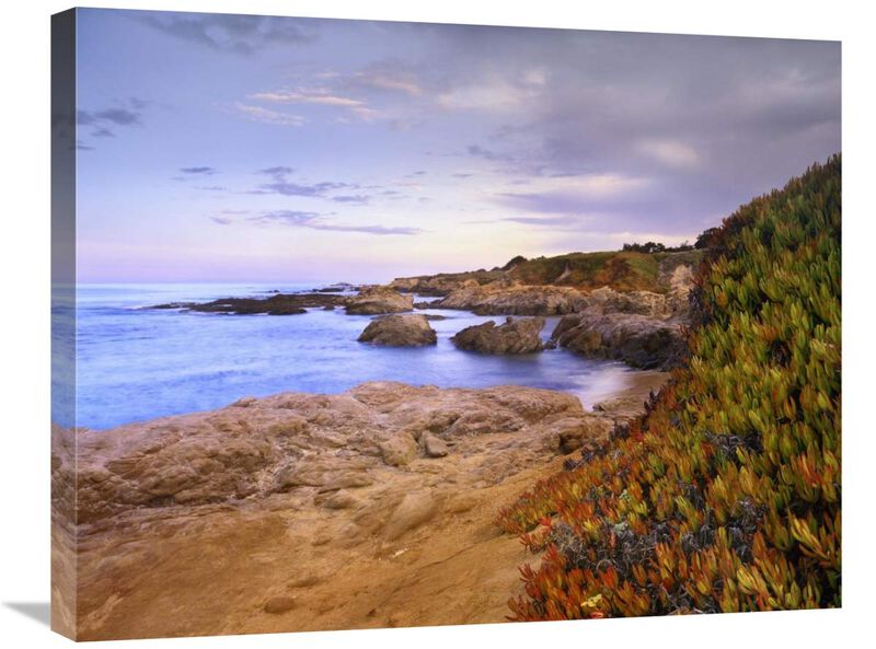 Ice Plant growing on cliffs at Bean Hollow Beach, California-Canvas Art-28x22