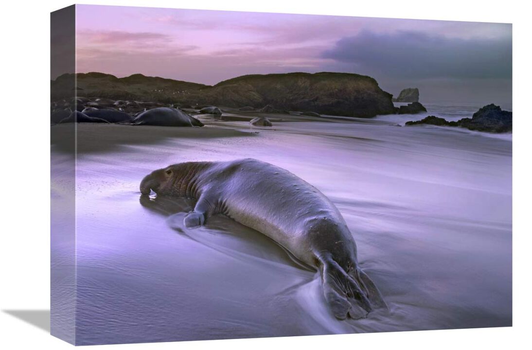 Northern Elephant Seal bull laying at surfs edge, Point Piedras Blancas, California-Canvas Art-16x12