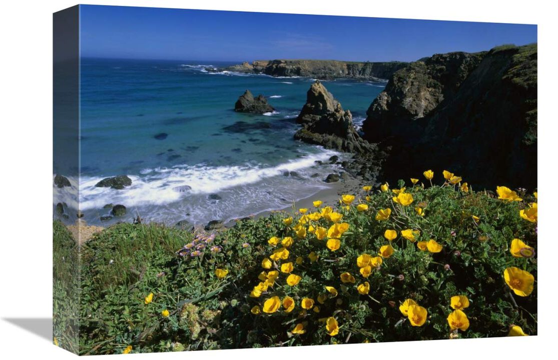 California Poppies on coastal cliff, Jughandle State Reserve, California-Canvas Art-16x12