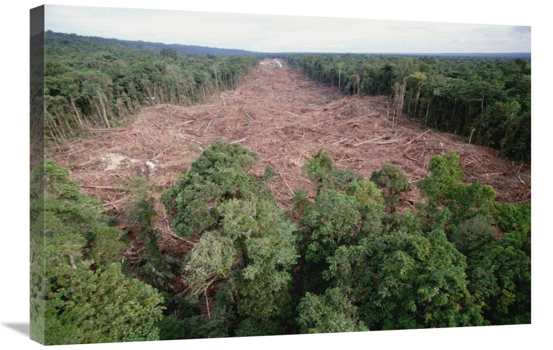 Clearing of tropical rainforest south of Lake Kutubu for Gobe oil camp, southern highlands, Papua New Guinea-Canvas Art-30x20