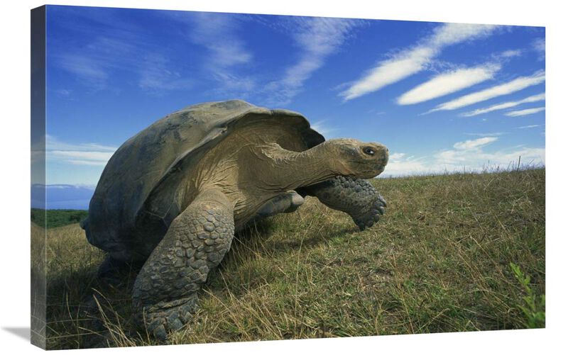 Galapagos Tortoise on caldera rim, Alcedo Volcano, Isabella Island, Galapagos Islands, Ecuador-Canvas Art-30x20