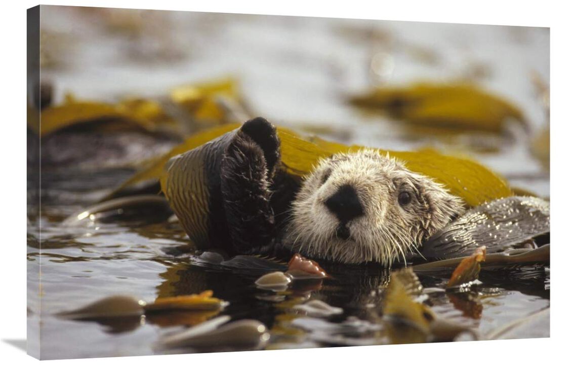 Sea Otter floating in kelp bed, northern Pacific Ocean-Canvas Art-36x24