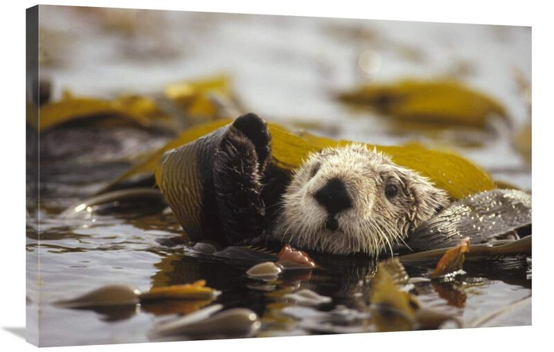 Sea Otter floating in kelp bed, northern Pacific Ocean-Canvas Art-36x24