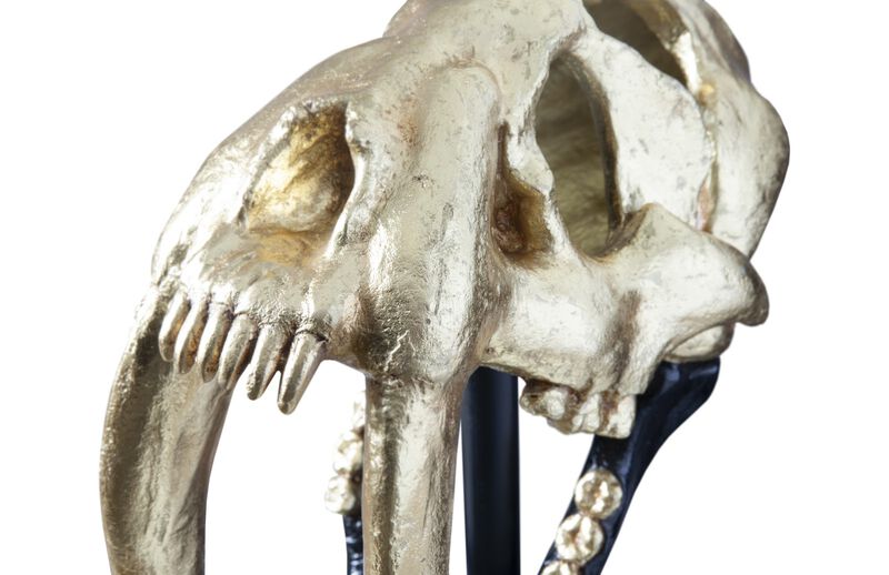Saber Tooth Tiger Skull