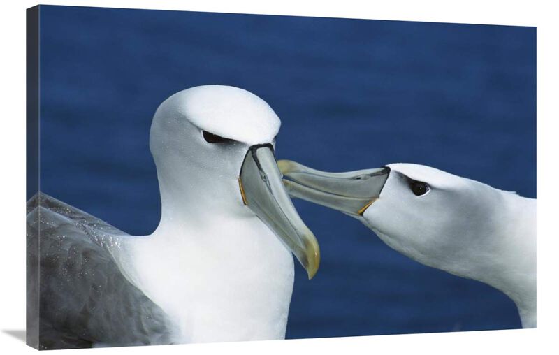 White-capped or Shy Albatross pair courting, Southwest Cape, Auckland Island, New Zealand-Canvas Art-36x24