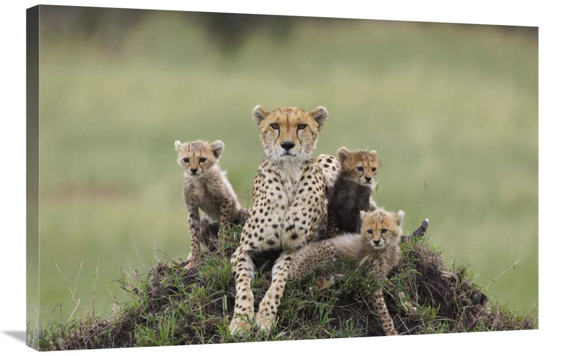 Cheetah mother and eight to nine week old cubs, Maasai Mara Reserve, Kenya-Canvas Art-36x24