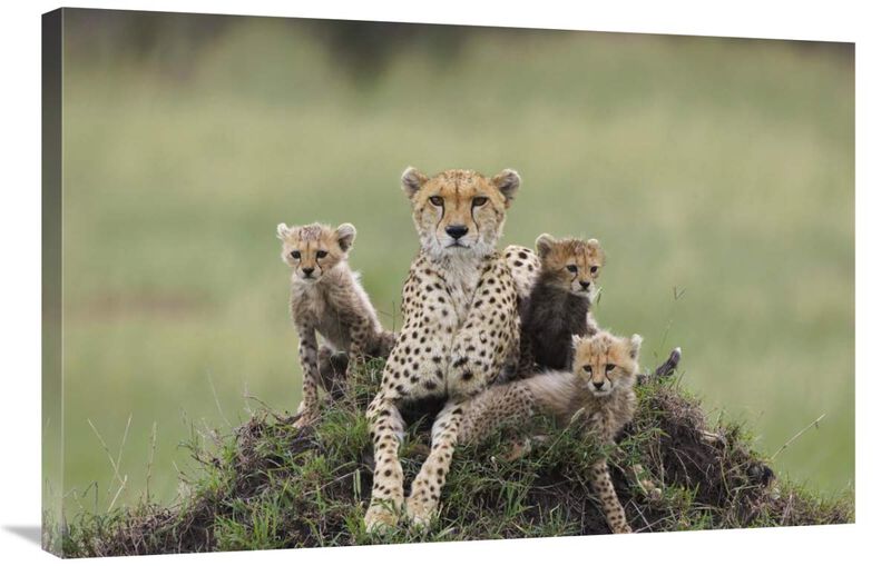 Cheetah mother and eight to nine week old cubs, Maasai Mara Reserve, Kenya-Canvas Art-36x24