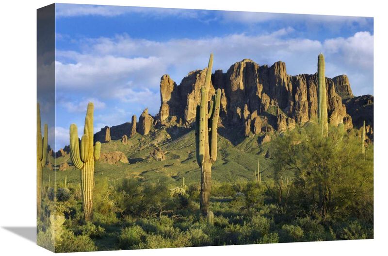 Saguaro cacti and Superstition Mountains at Lost Dutchman State Park, Arizona-Canvas Art-16x12