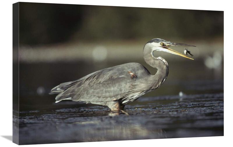 Great Blue Heron with captured fish, North America-Canvas Art-30x20