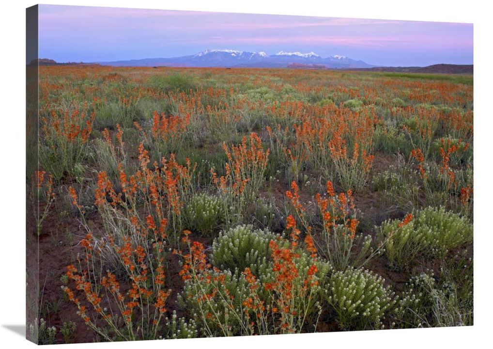 La Sal Mountains and Globemallows Salt Valley, Arches National Park, Utah-Canvas Art-32x24