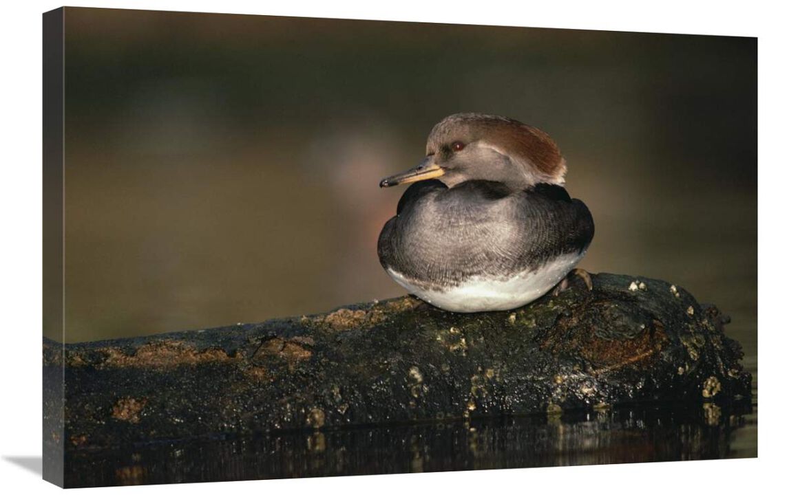 Hooded Merganser female portrait, British Columbia, Canada-Canvas Art-30x20