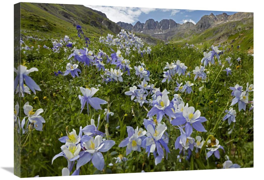 Colorado Blue Columbine flowers in American Basin, Colorado-Canvas Art-32x24
