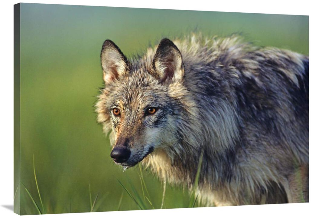 Gray Wolf, native to North America-Canvas Art-40x28