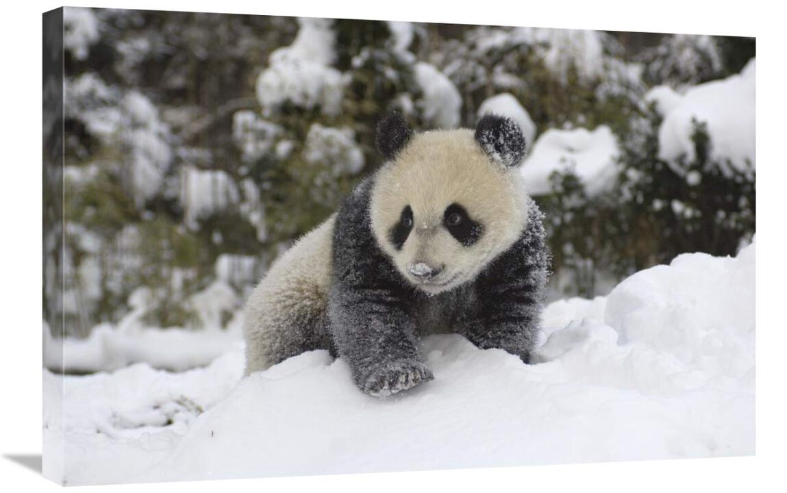 Giant Panda cub playing in the snow, Wolong Nature Reserve, China-Canvas Art-30x20