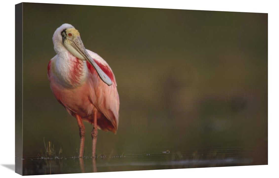 Roseate Spoonbill adult in breeding plumage, North America-Canvas Art-30x20