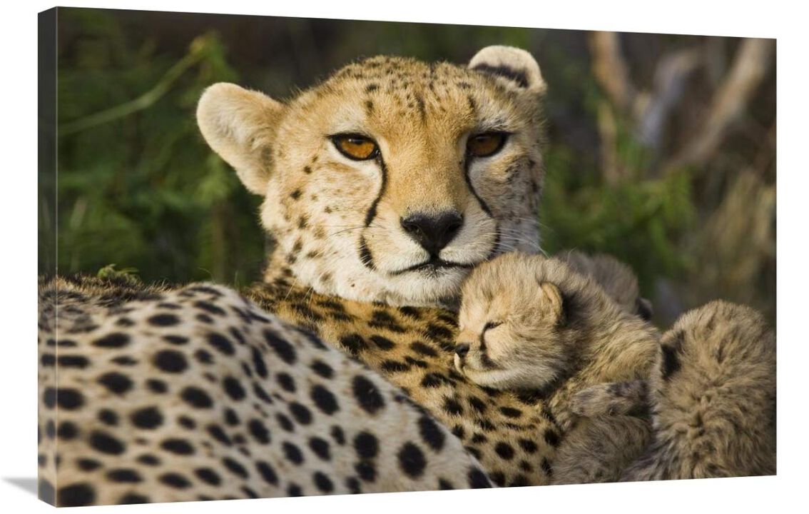 Cheetah thirteen day old cub resting against mother in nest, Maasai Mara Reserve, Kenya-Canvas Art-36x24