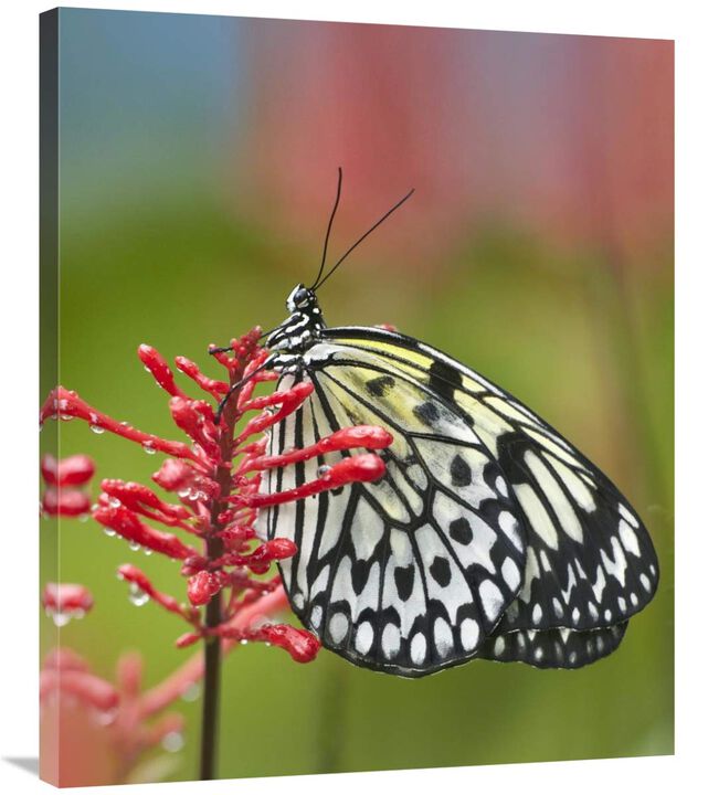 Paper Kite butterfly, native to Asia-Canvas Art-29.88x36