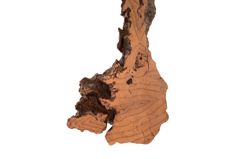 Burled Root Medium Wall Art