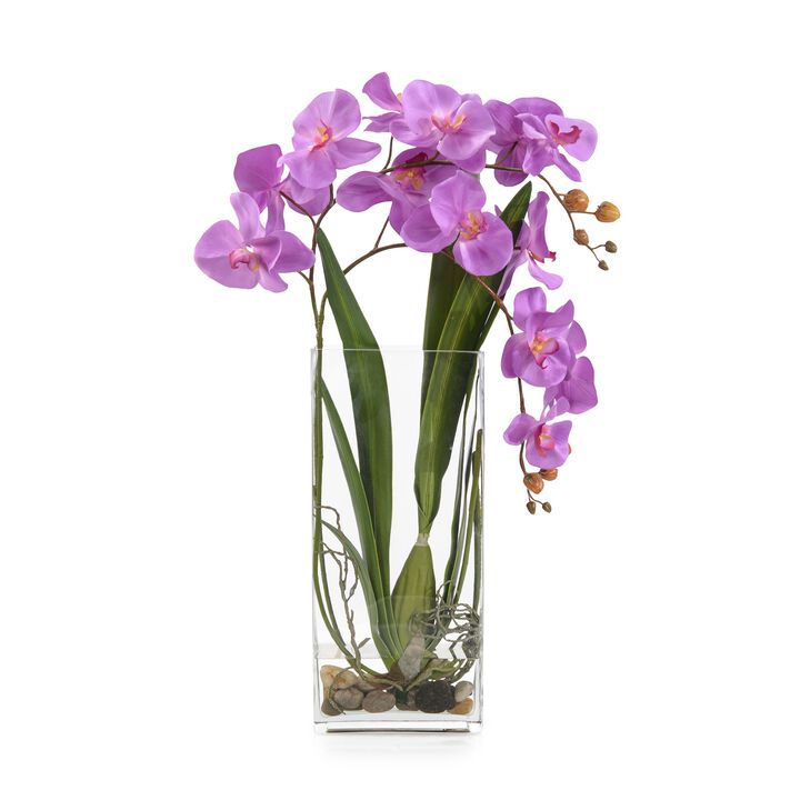 Deep Asian Orchid