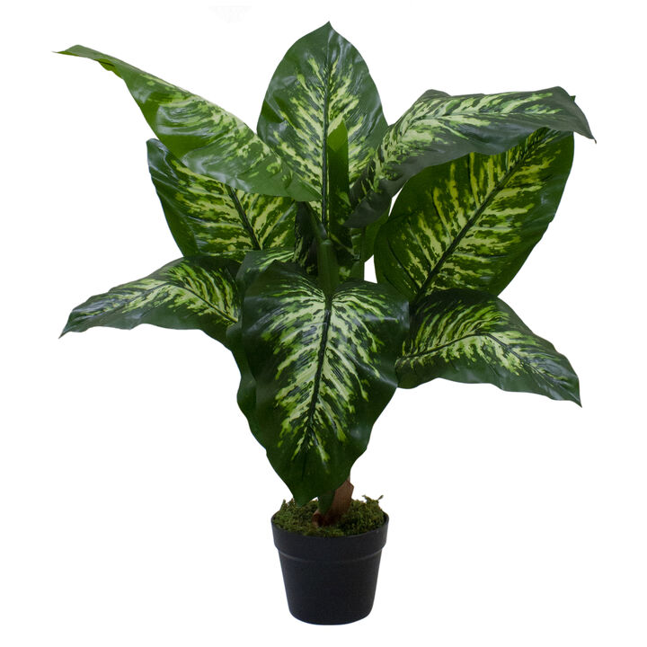 36" Artificial Green and Ivory Variegated Leaf Dieffenbachia Potted Plant